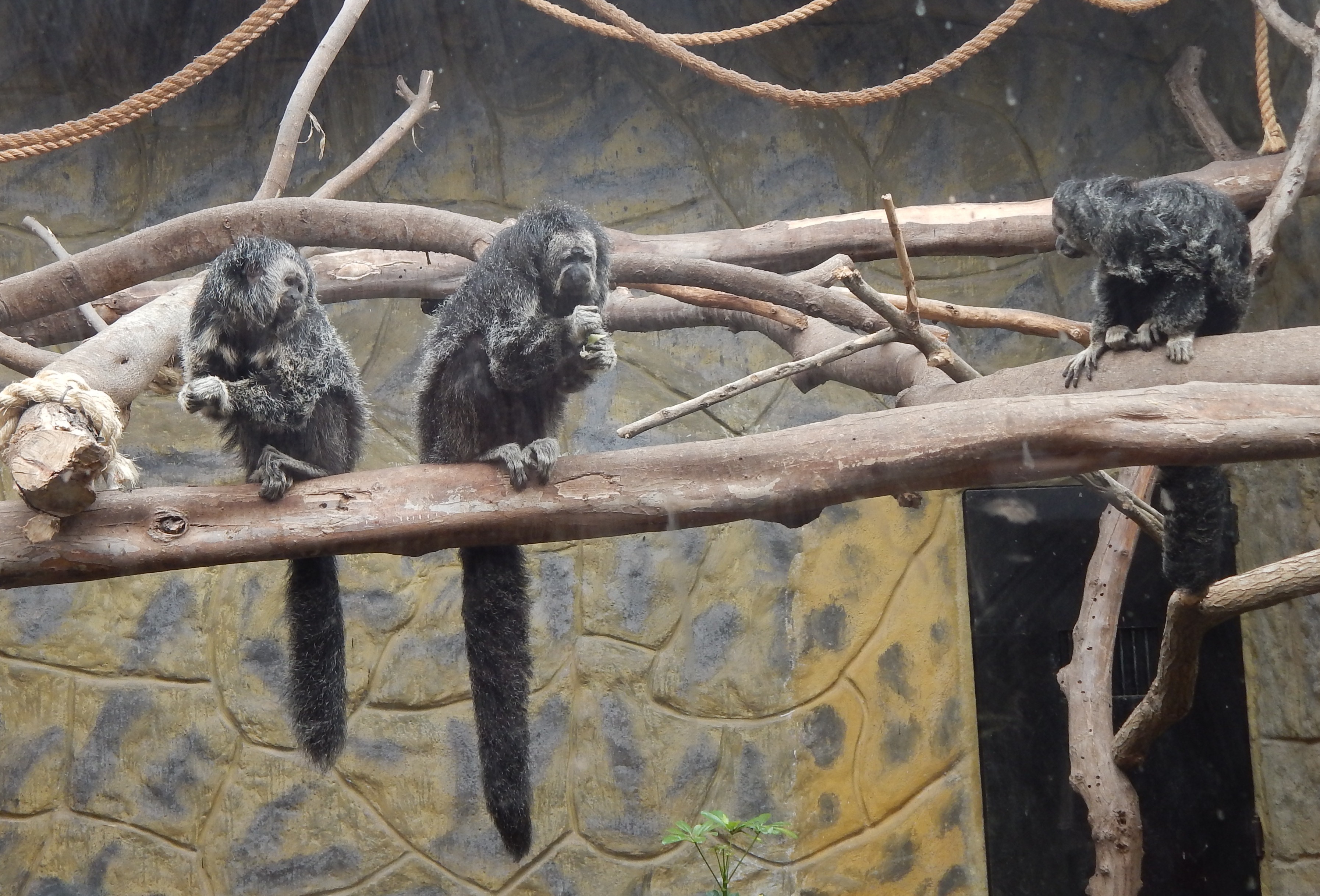 DSCN9823 - copia.JPG